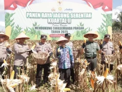 Lahan Sawah Baku di Kota Banjar Jadi Produktif Ditanam Bibit Jagung