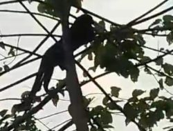 6 Fakta Macan Kumbang Masuk Permukiman Warga di Sumedang
