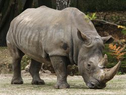 Persebaran Fauna Oriental di Indonesia