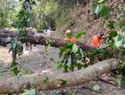 Hujan Deras Banjar Tumbangkan Pohon